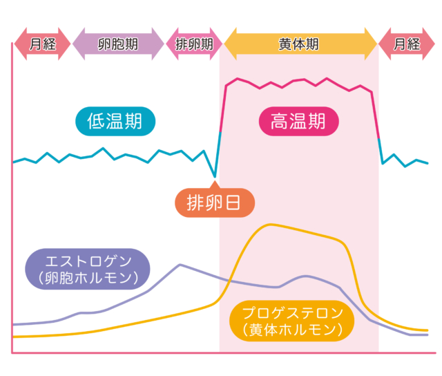 受精から着床まで気をつけること