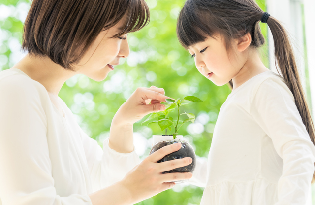 家庭菜園