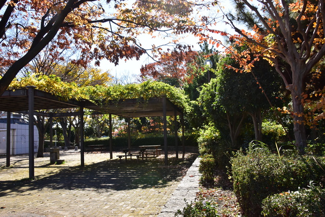 引地川親水公園　川遊び