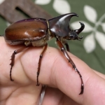 【ダイソー】カブトムシ飼育に便利なグッズ16選！幼虫・成虫の飼い方も解説