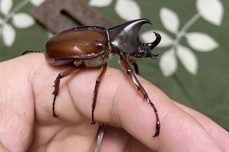 【ダイソー】カブトムシ飼育に便利なグッズ16選！幼虫・成虫の飼い方も解説